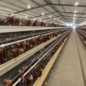 Auto Type a Cage Upto 8000 Laying Hens in One House