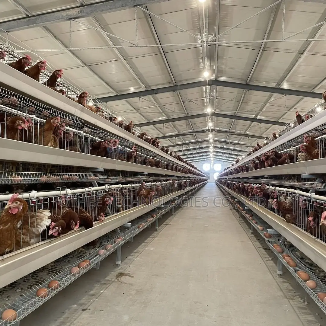 Auto Type a Cage Upto 8000 Laying Hens in One House