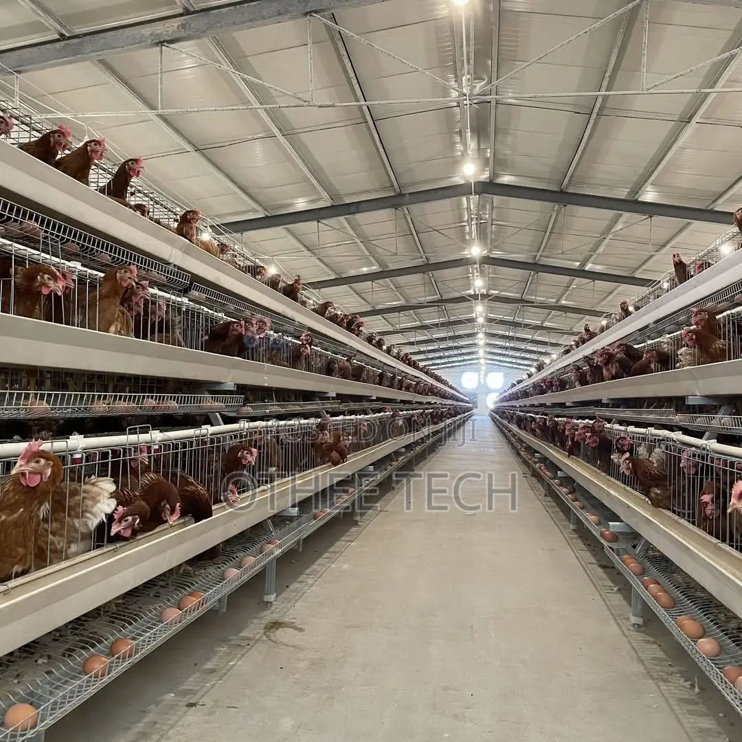 Auto Type a Cage Upto 8000 Laying Hens in One House