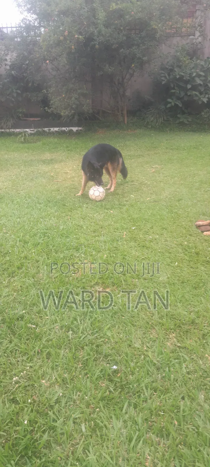 We Sell Dogs of All Kinds and Also Do Training and Other Dog Services
