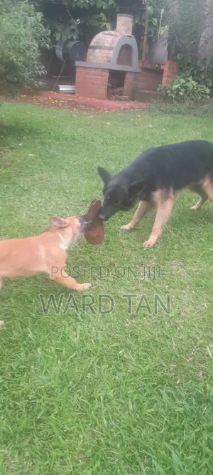 We Sell Dogs of All Kinds and Also Do Training and Other Dog Services
