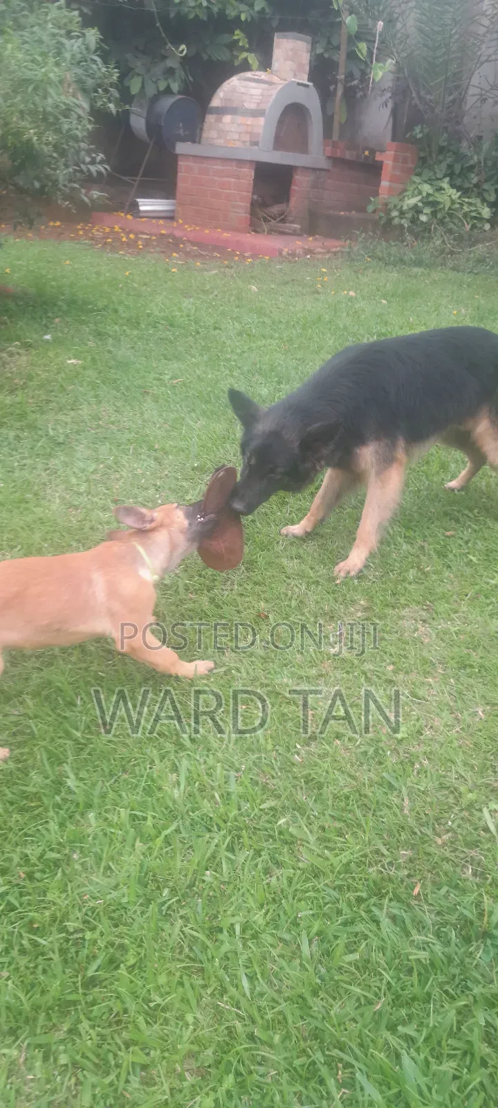 We Sell Dogs of All Kinds and Also Do Training and Other Dog Services