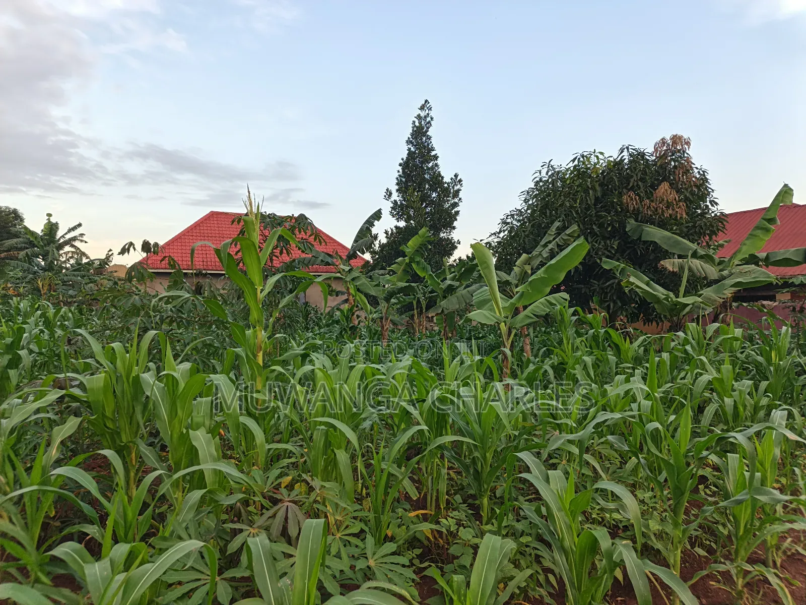 100by50ft on Quick Sale in Gayaza 2