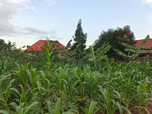 100by50ft on Quick Sale in Gayaza 2