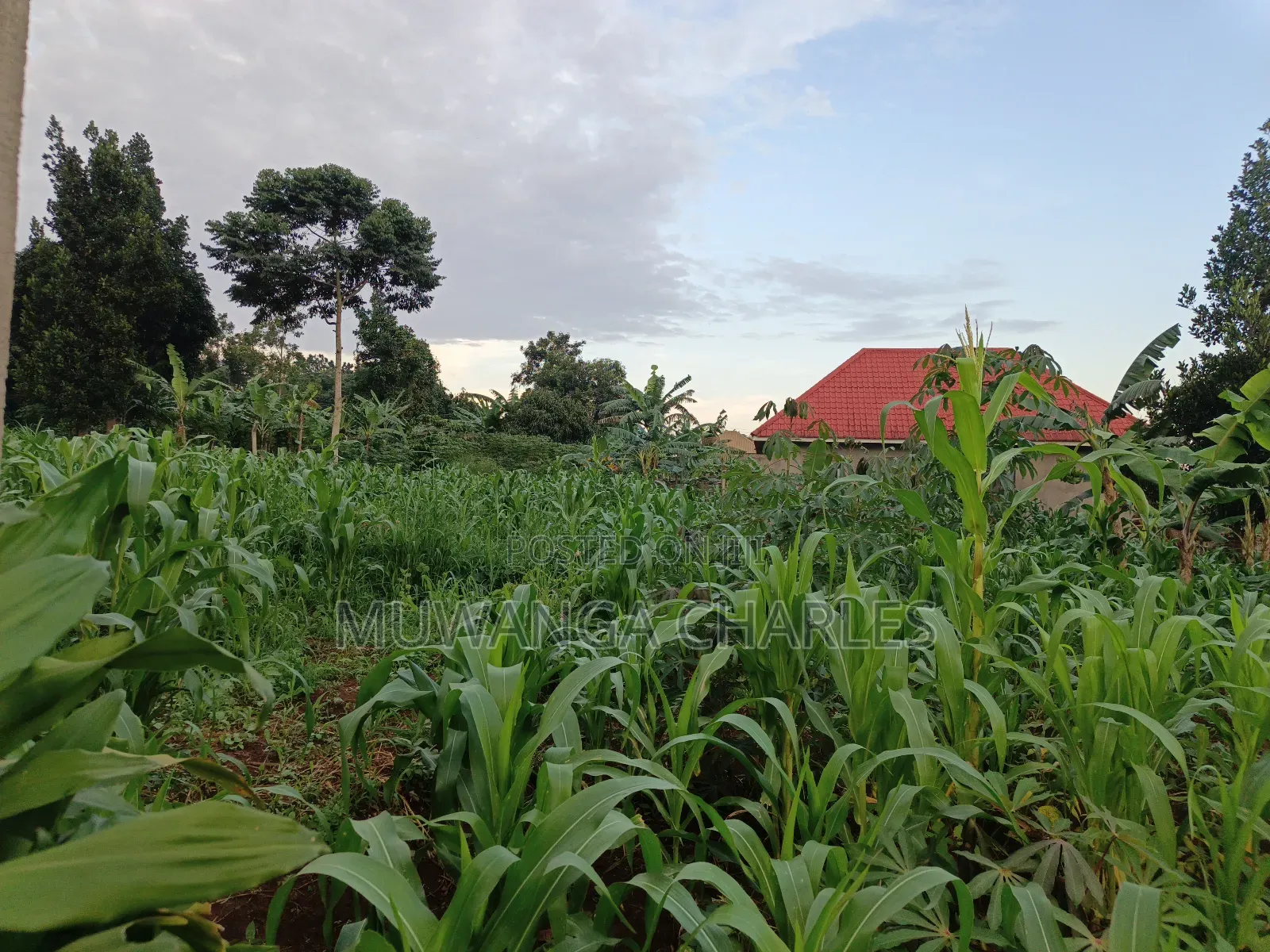 100by50ft on Quick Sale in Gayaza 2