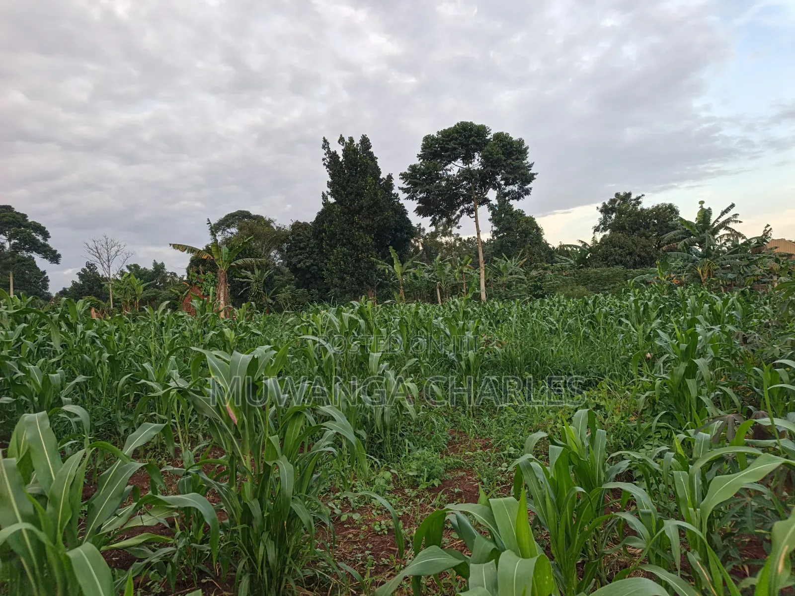 100by50ft on Quick Sale in Gayaza 2