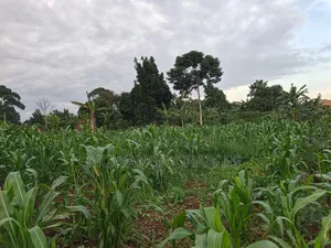 100by50ft on Quick Sale in Gayaza 2