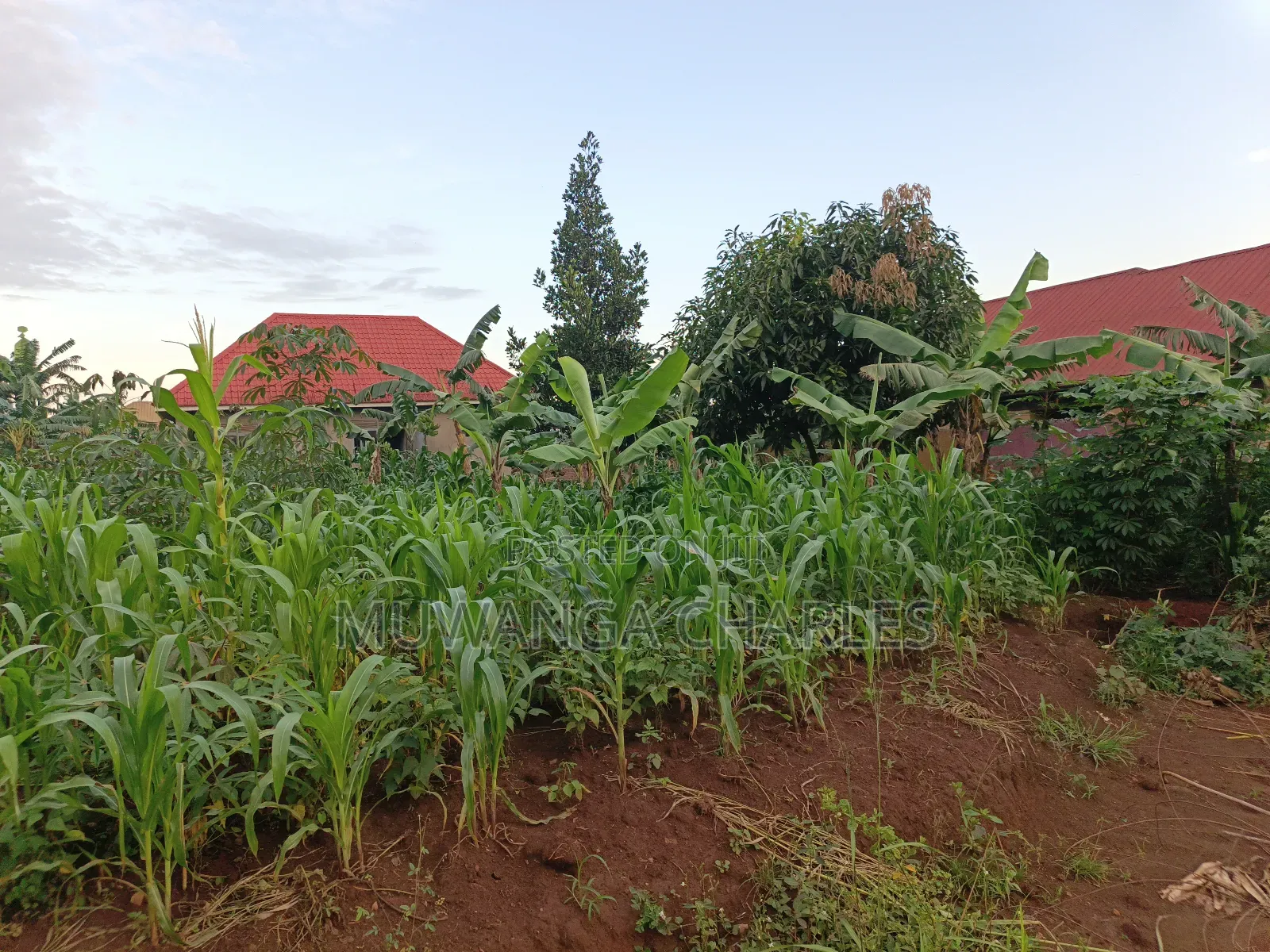 100by50ft on Quick Sale in Gayaza 2