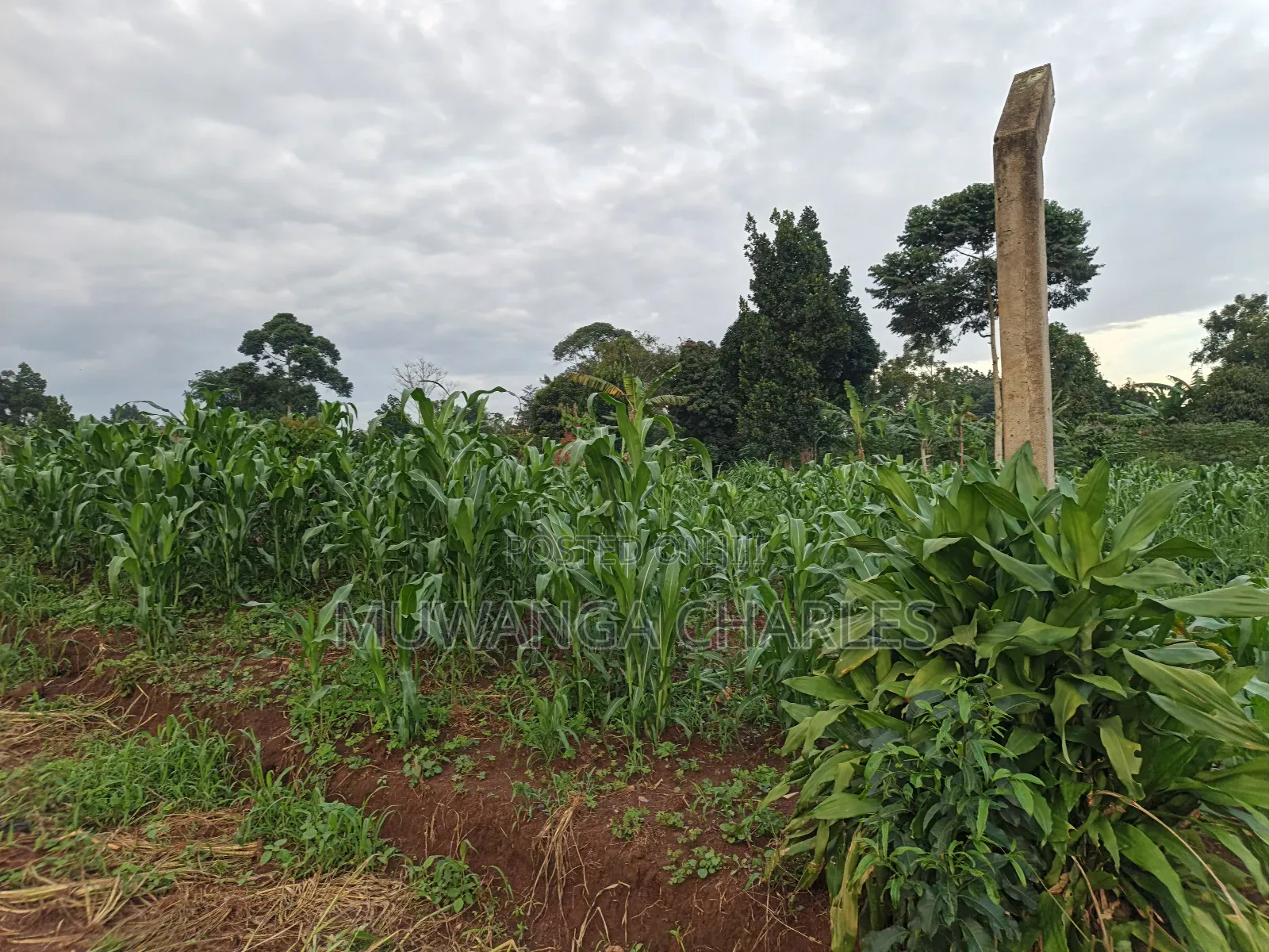 100by50ft on Quick Sale in Gayaza 2