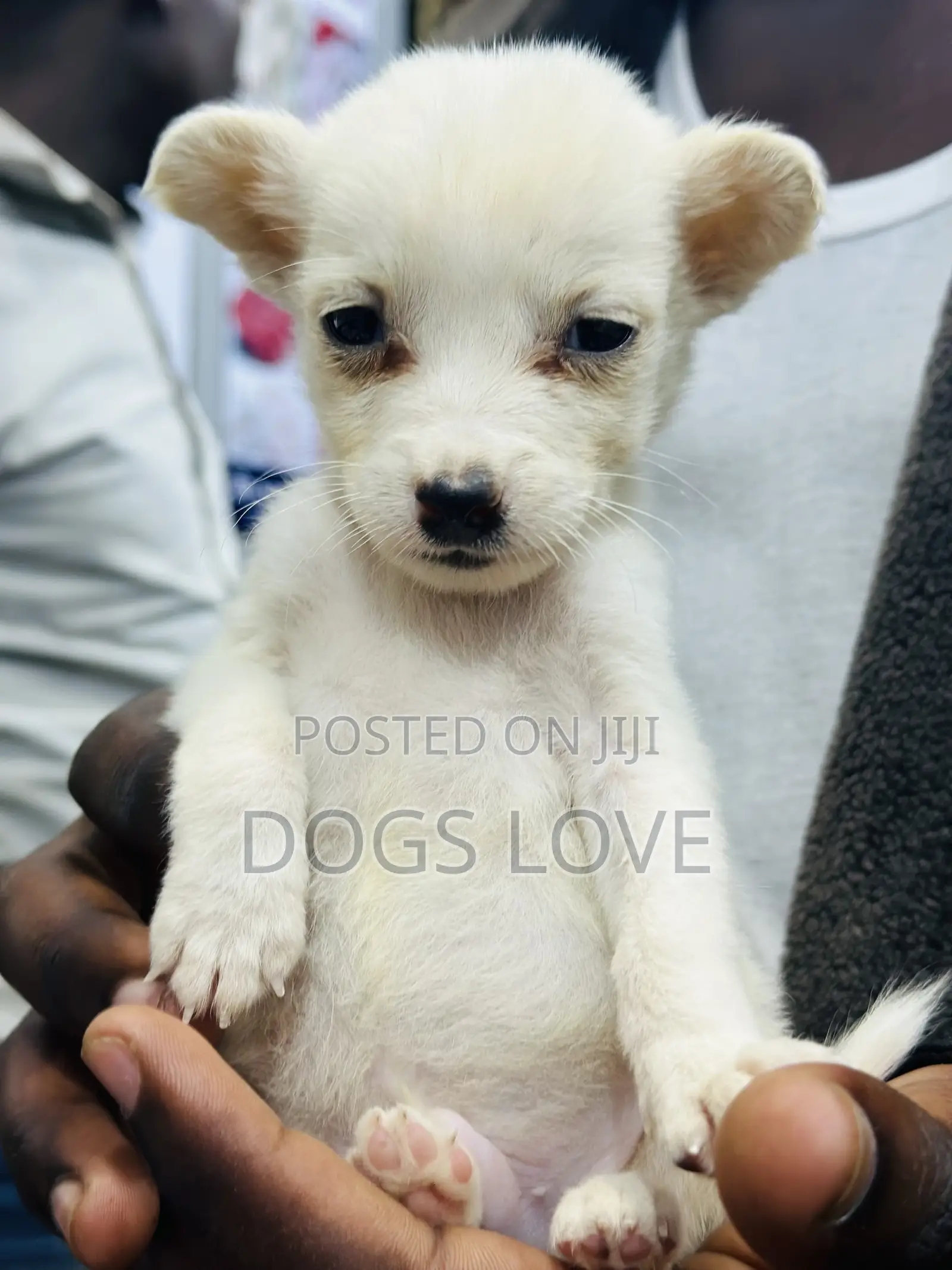 1-3 months Male Purebred Chihuahua