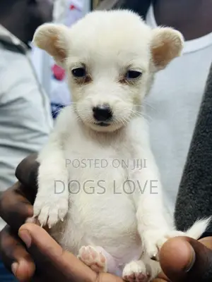 1-3 months Male Purebred Chihuahua