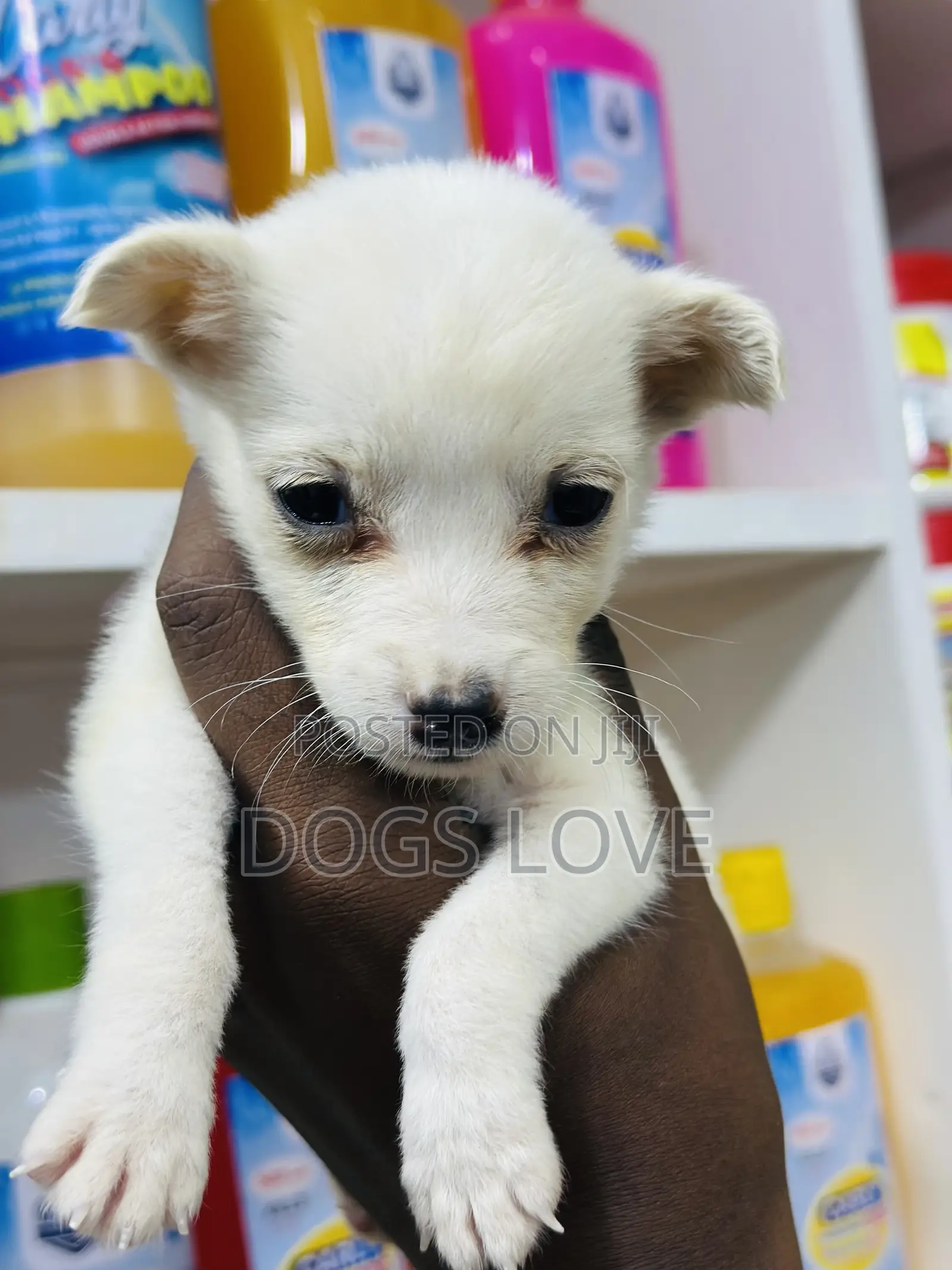 1-3 months Male Purebred Chihuahua