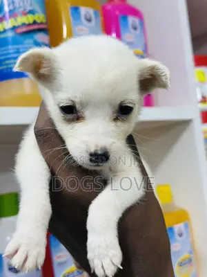 1-3 months Male Purebred Chihuahua