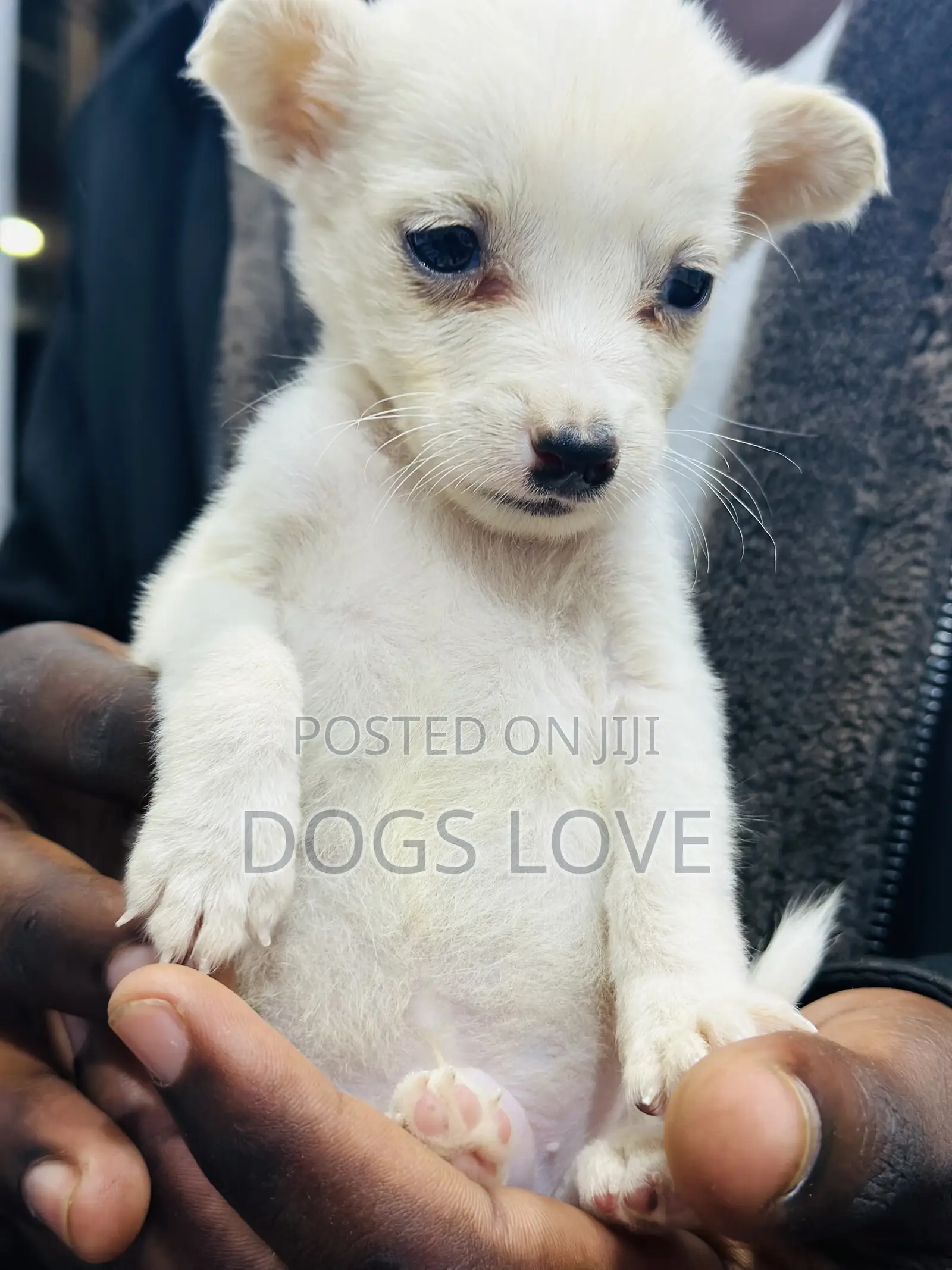 1-3 months Male Purebred Chihuahua