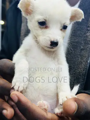 1-3 months Male Purebred Chihuahua