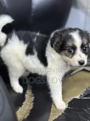 1-3 months Male Purebred Chihuahua