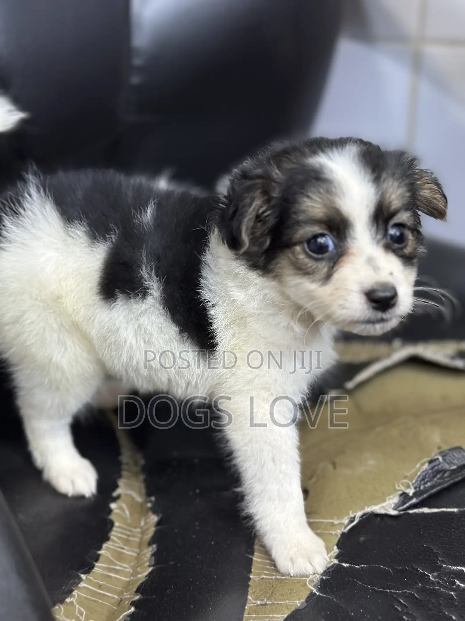 1-3 months Male Purebred Chihuahua