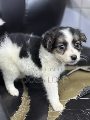 1-3 months Male Purebred Chihuahua