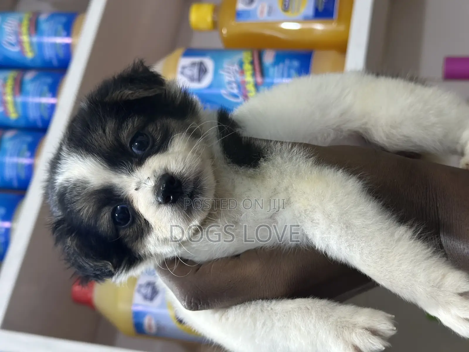 1-3 months Male Purebred Chihuahua