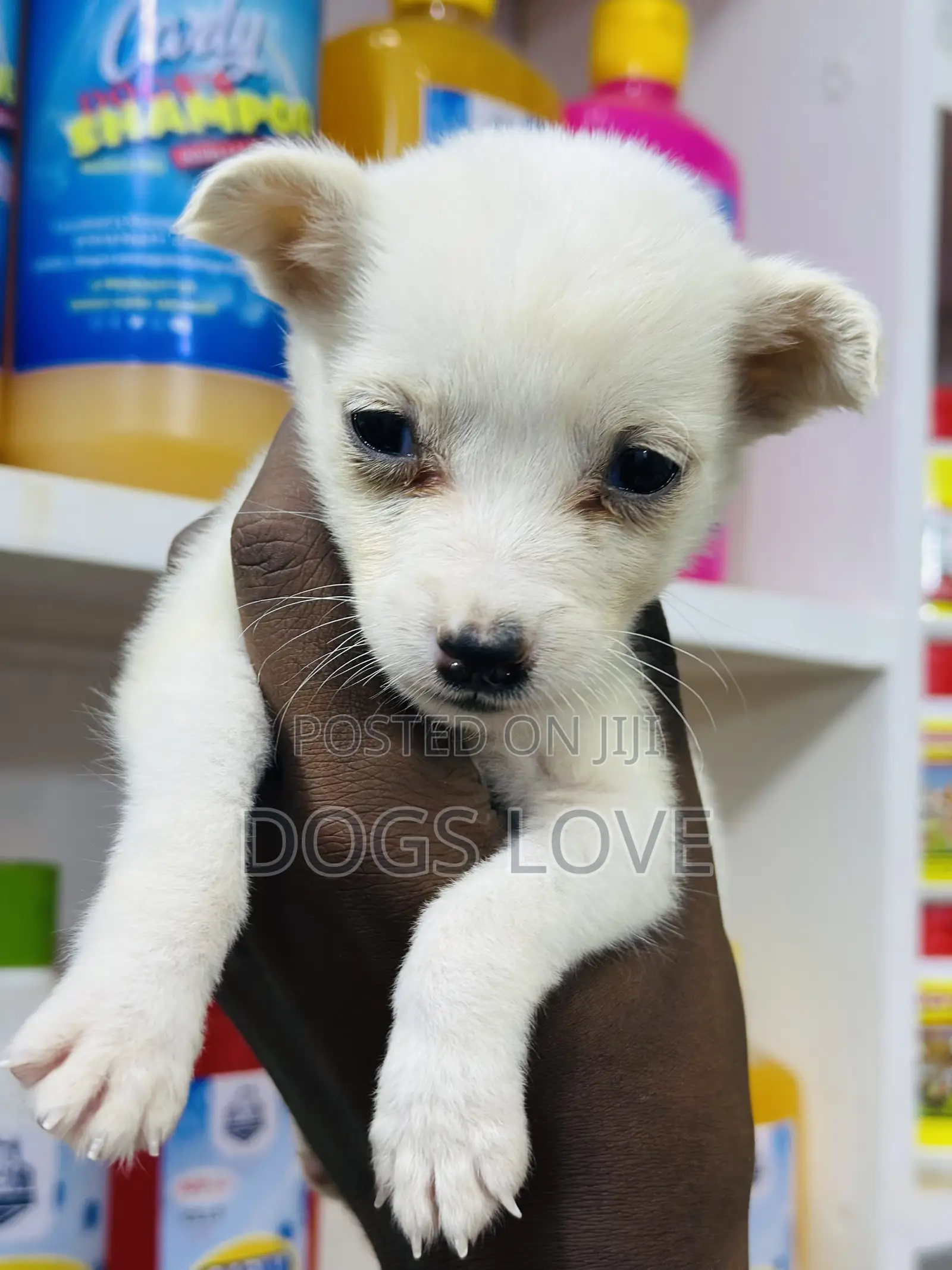1-3 months Female Purebred Chihuahua