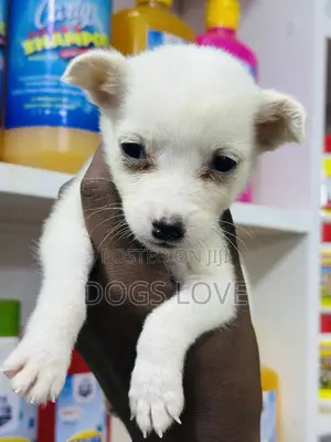 1-3 months Female Purebred Chihuahua