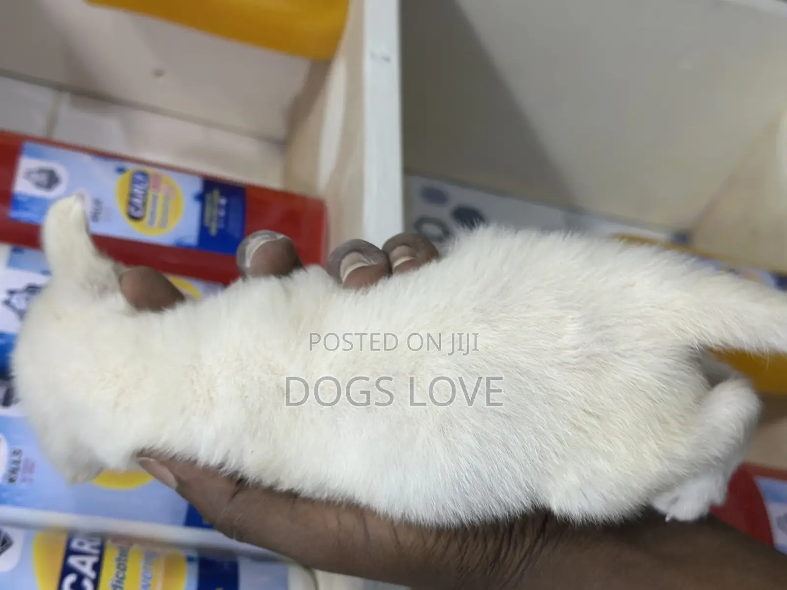 1-3 months Female Purebred Chihuahua