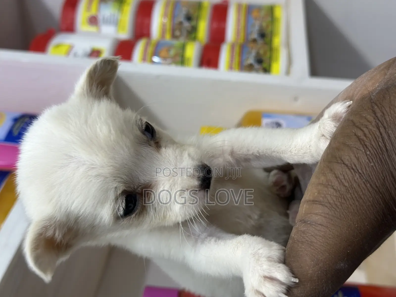 1-3 months Female Purebred Chihuahua