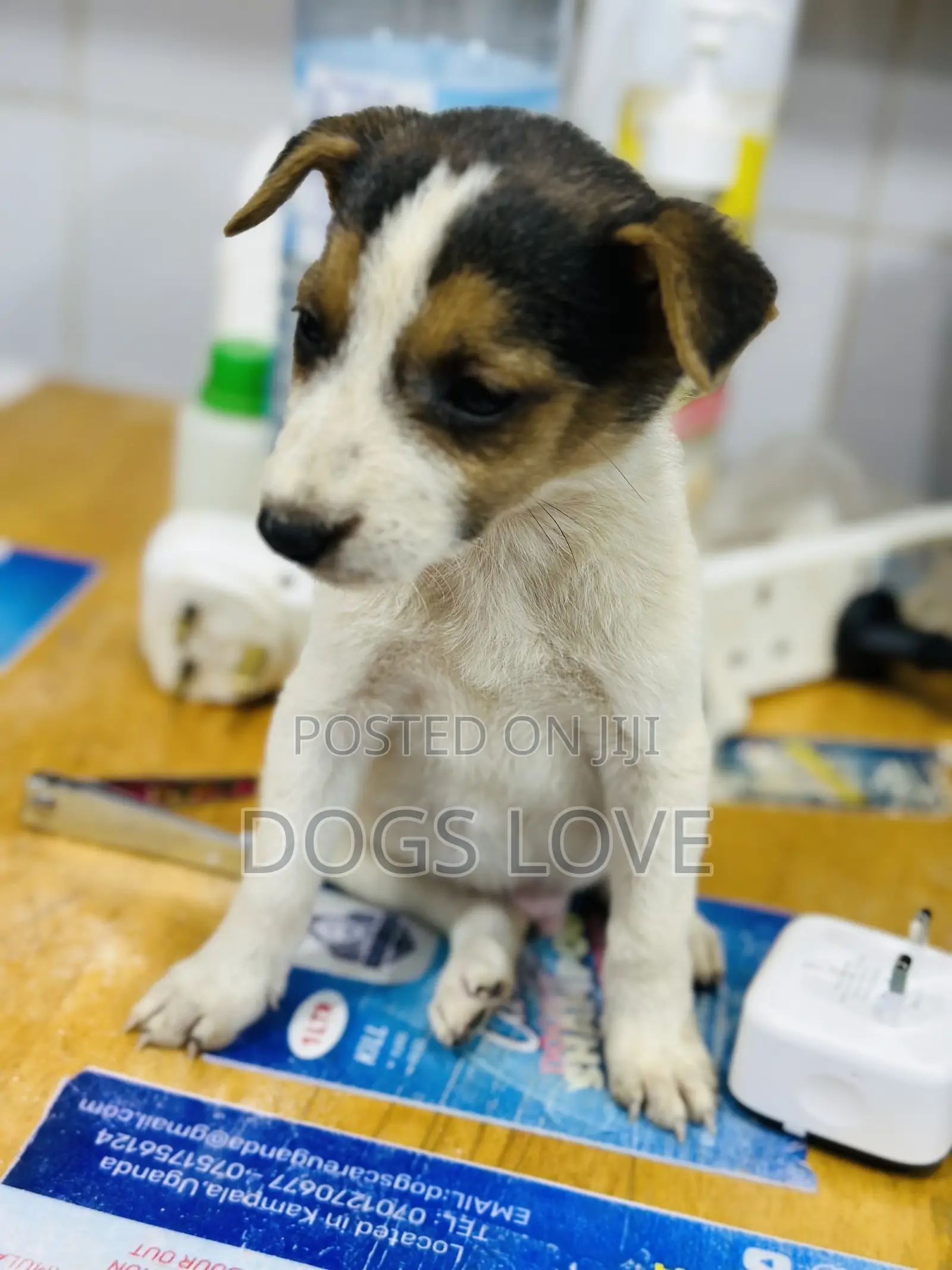 1-3 months Male Purebred Jack Russell Terrier