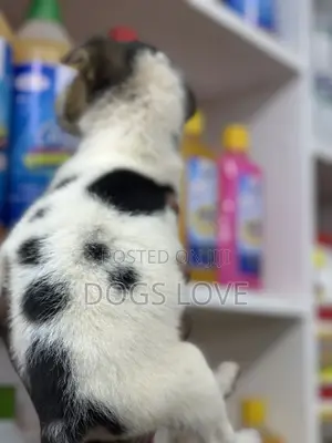 1-3 months Female Purebred Jack Russell Terrier