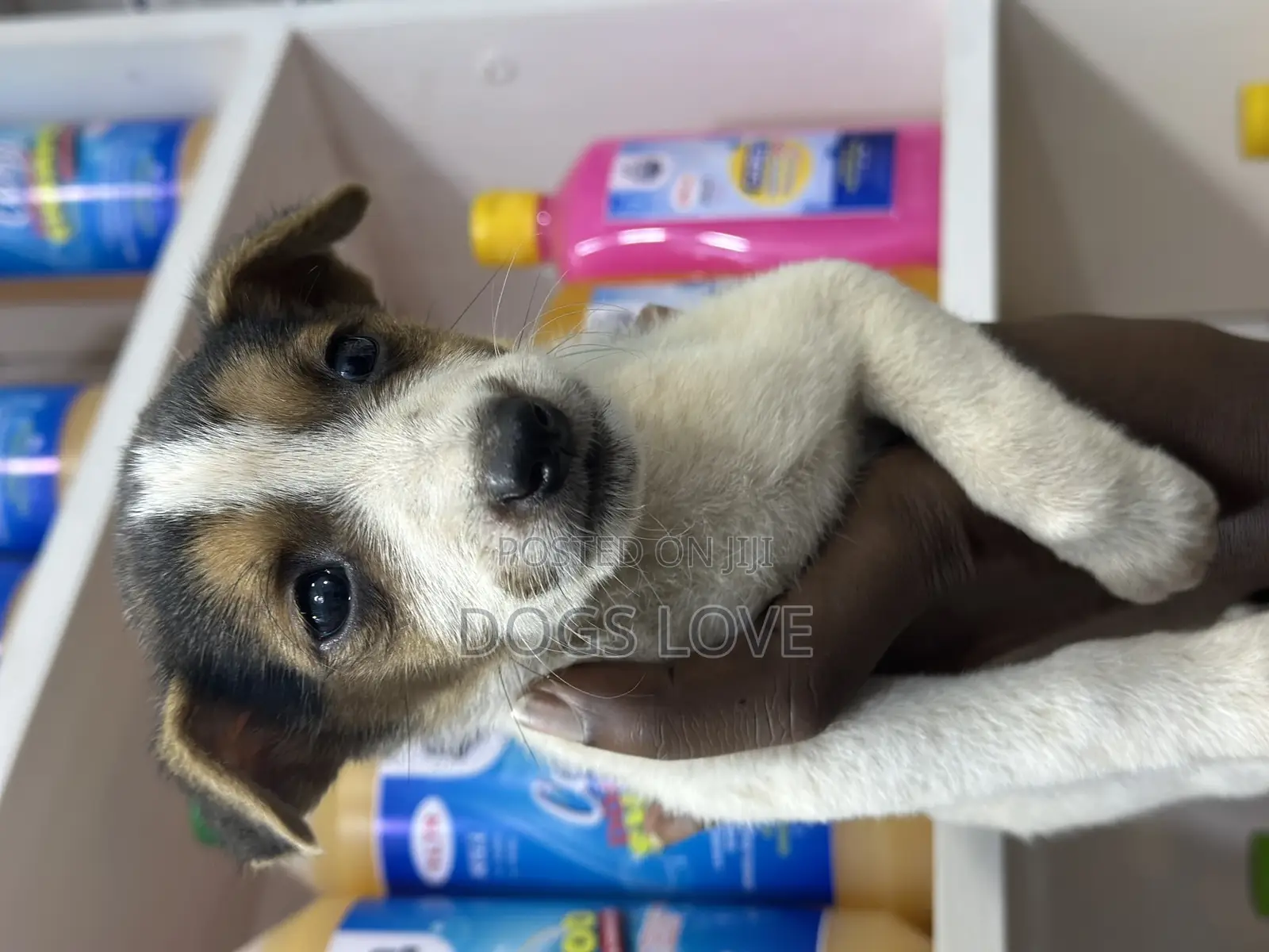 1-3 months Female Purebred Jack Russell Terrier
