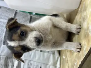 1-3 months Female Purebred Jack Russell Terrier