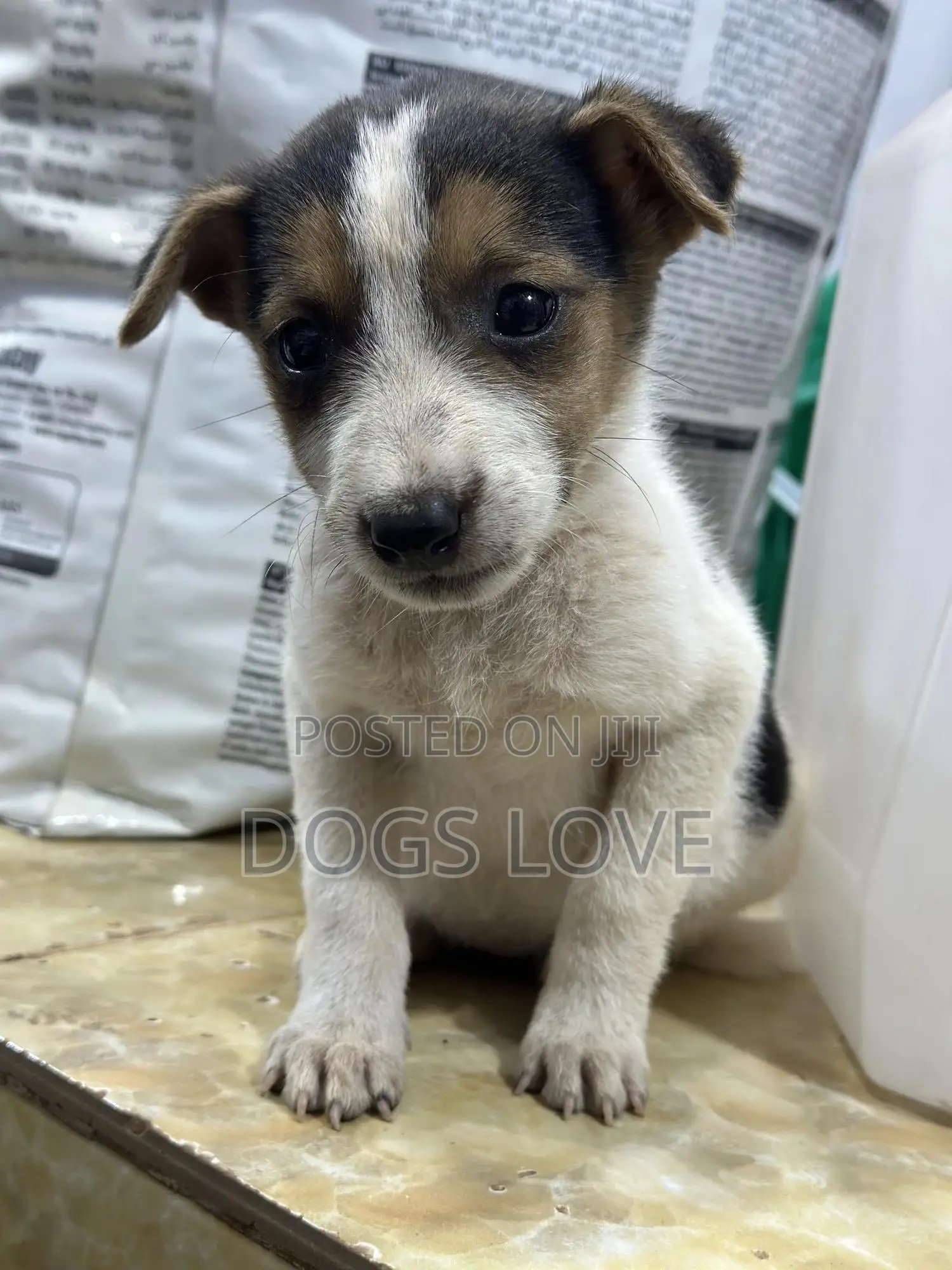 1-3 months Male Purebred Jack Russell Terrier