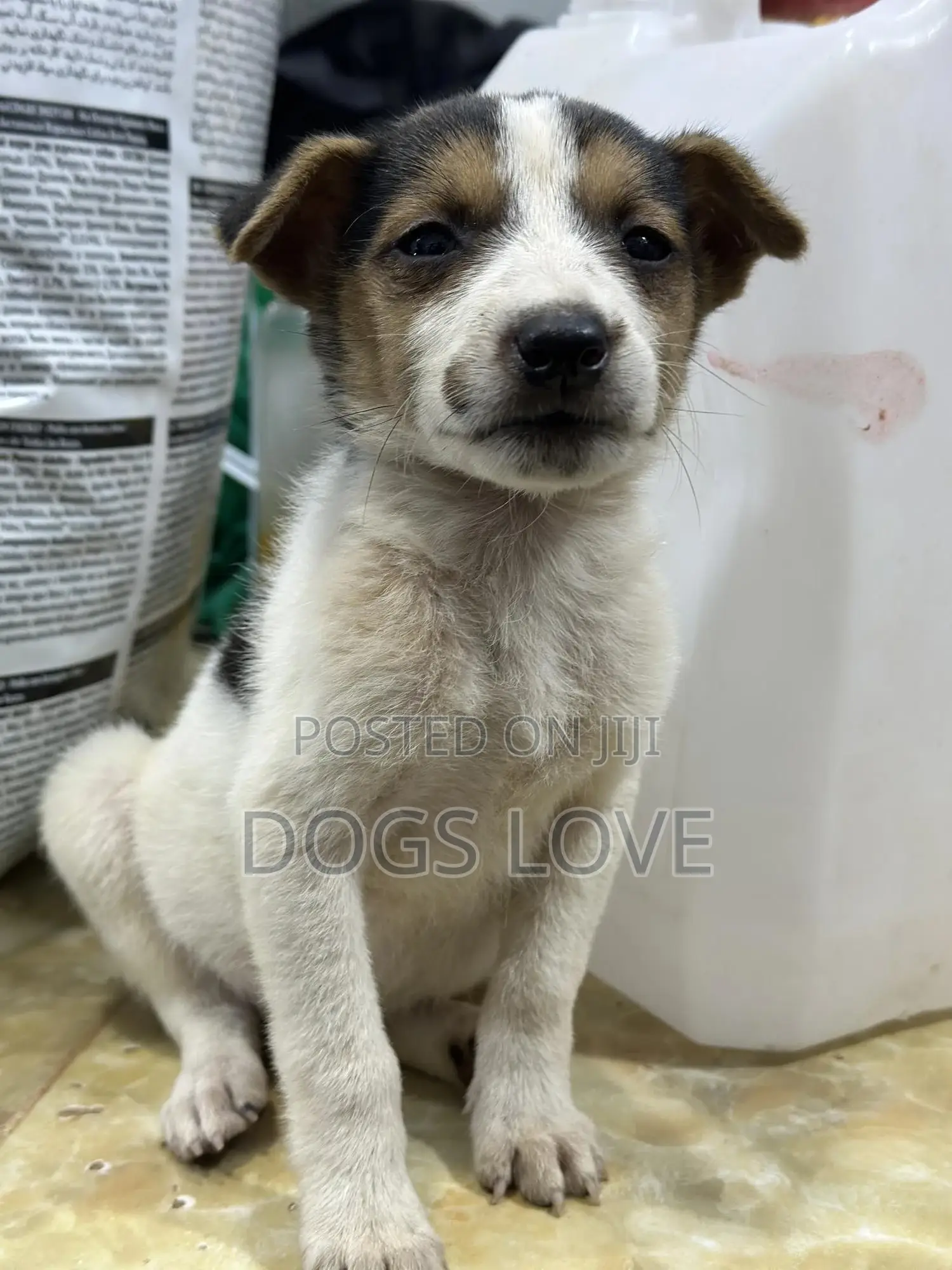 1-3 months Male Purebred Jack Russell Terrier