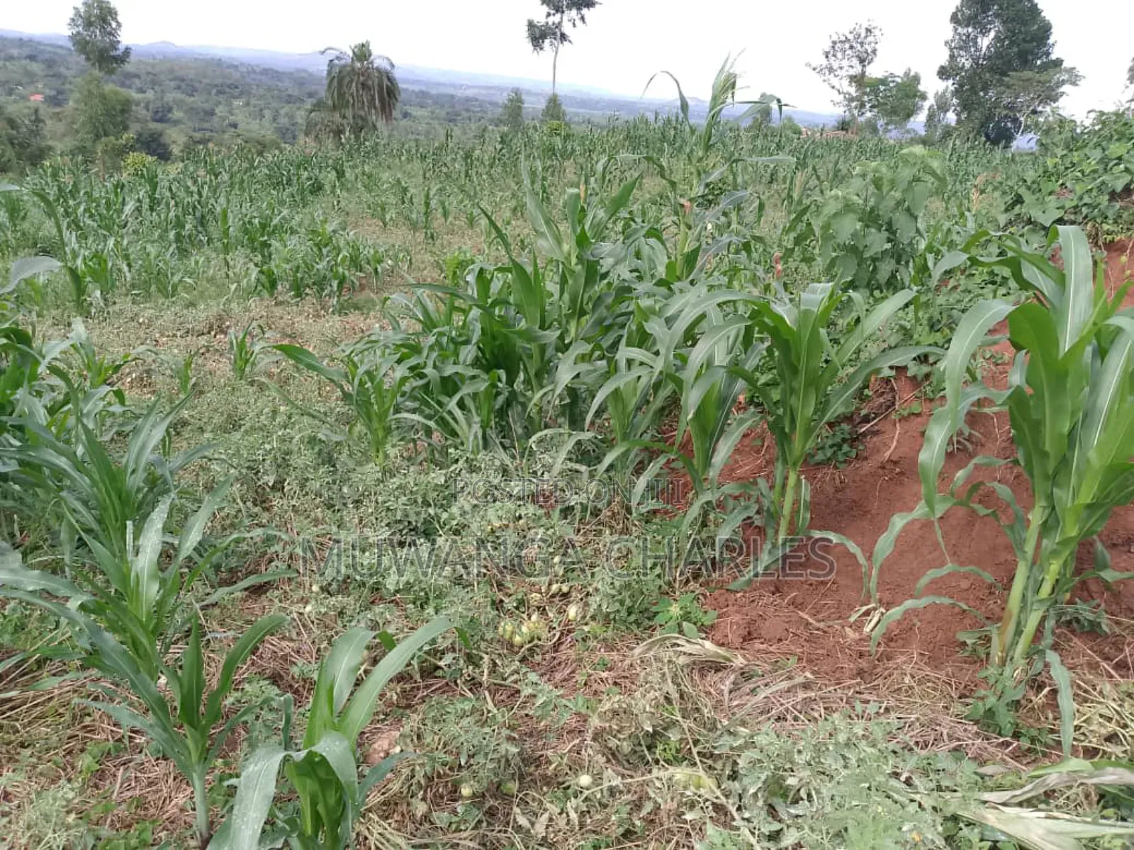 Plot on Quick Sale in Buwate
