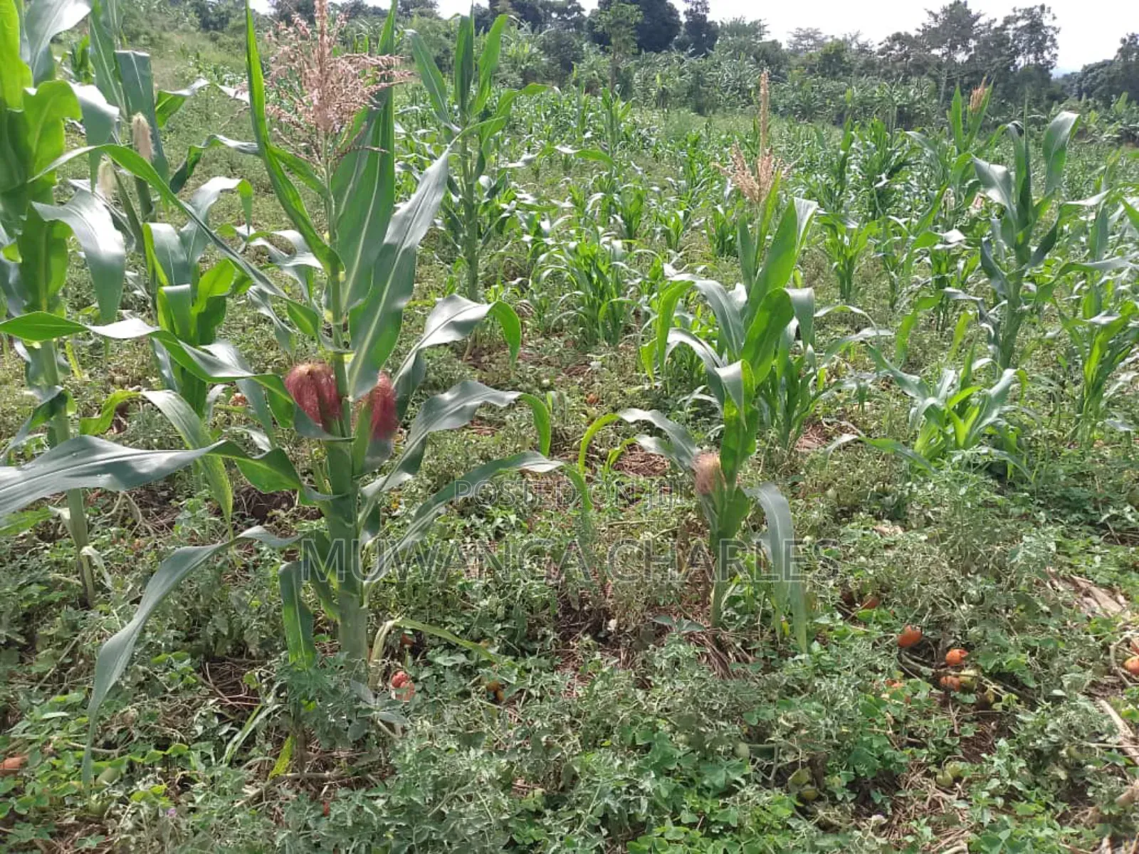 Plot on Quick Sale in Buwate