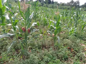 Plot on Quick Sale in Buwate