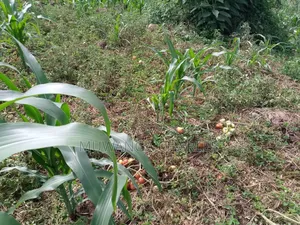 Plot on Quick Sale in Buwate