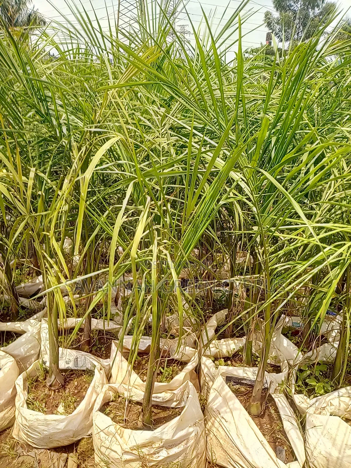 Royal Palms