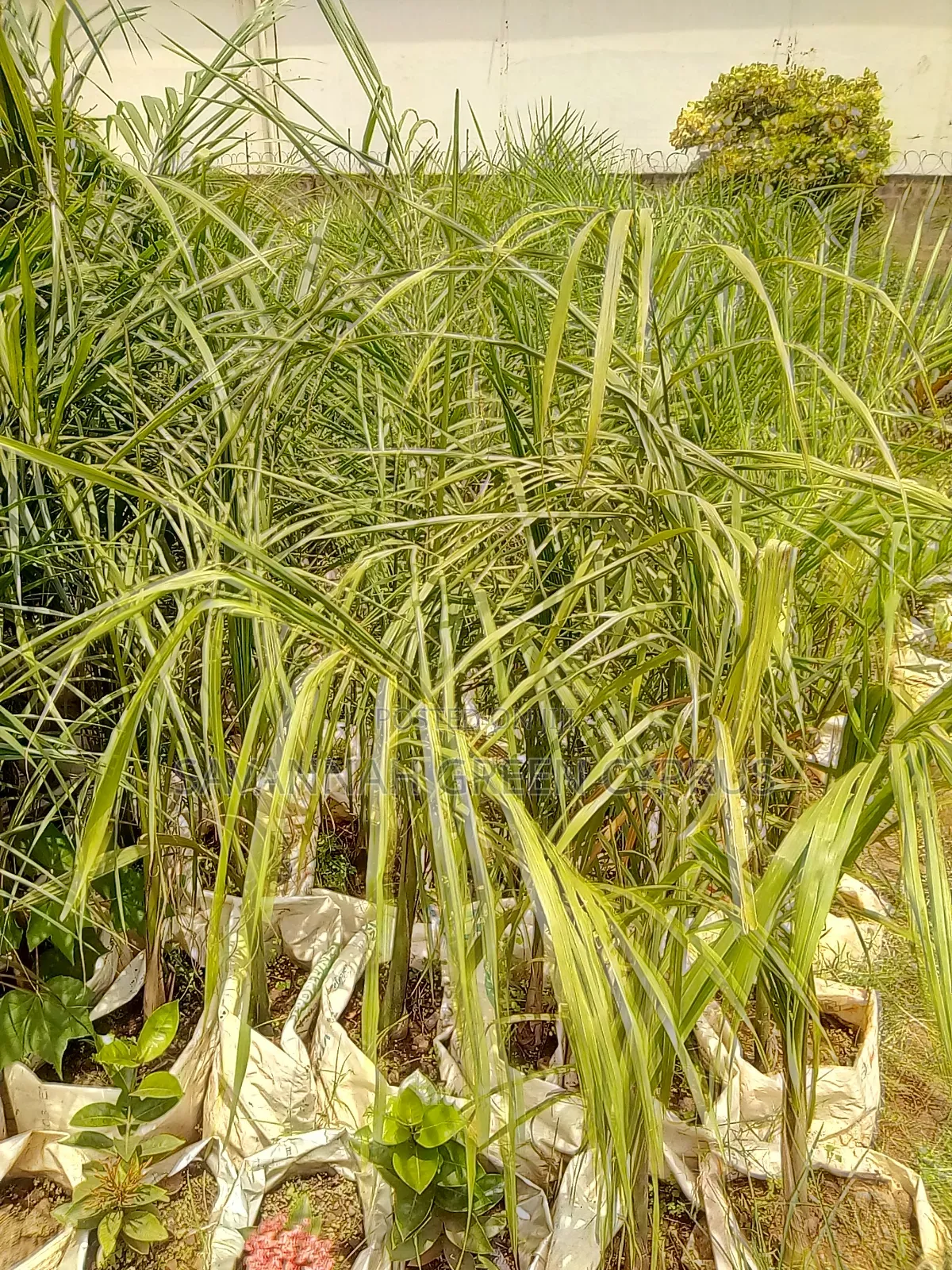 Royal Palms