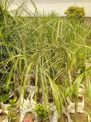 Royal Palms