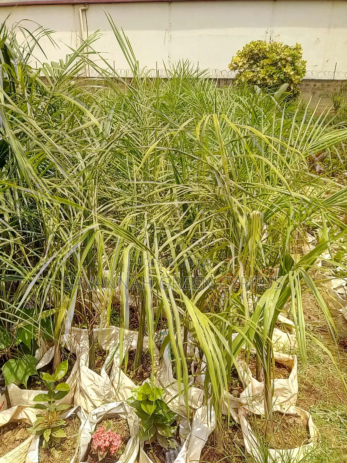 Royal Palms