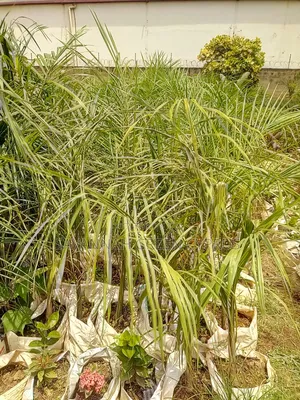 Royal Palms