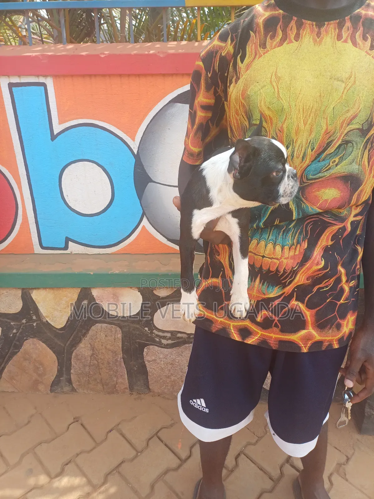 1-3 months Female Purebred Boston Terrier