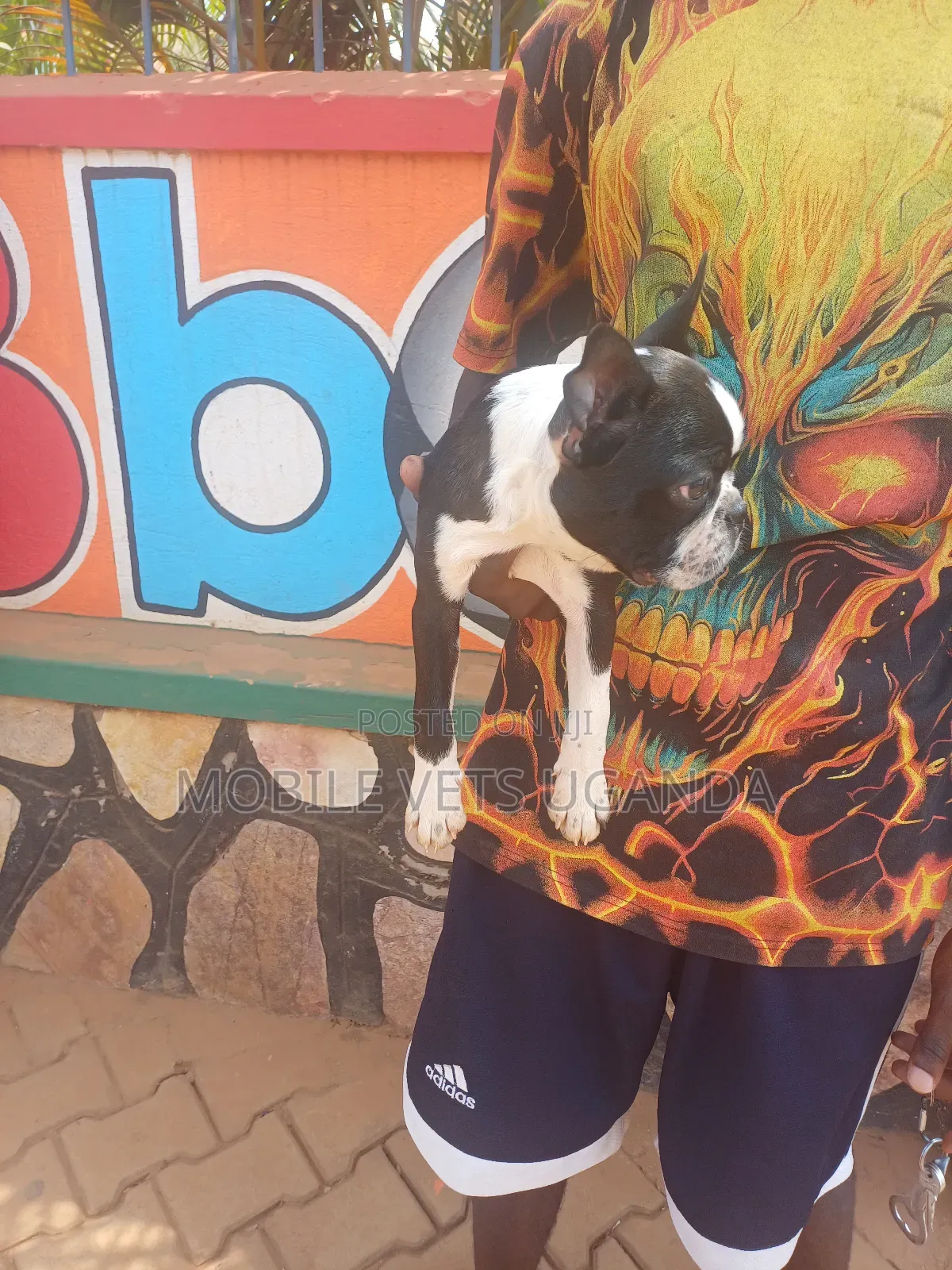 3-6 months Male Purebred Boston Terrier