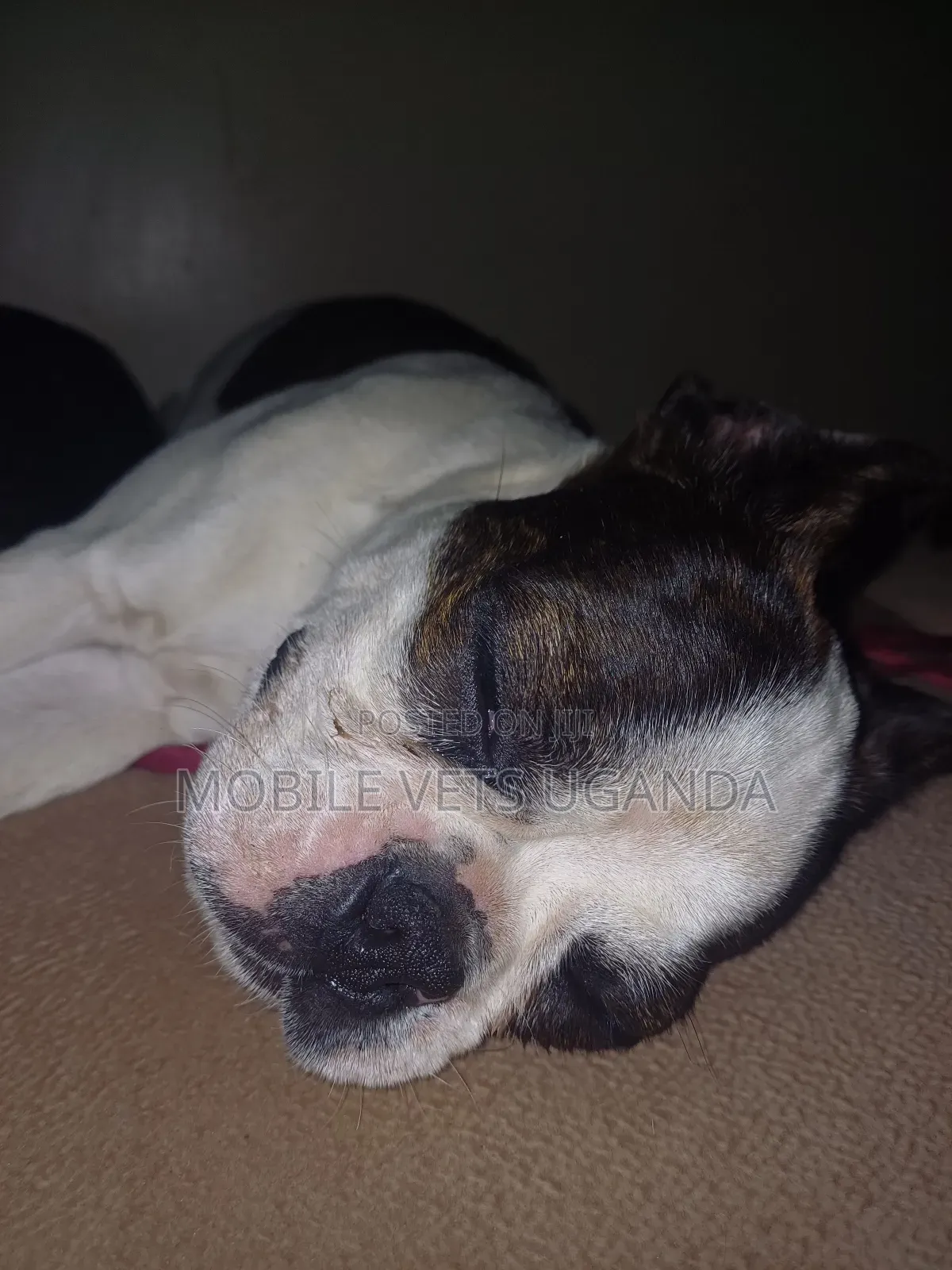 1-3 months Female Purebred Boston Terrier