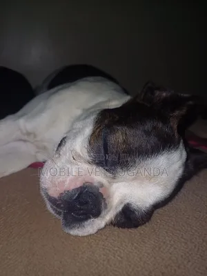 1-3 months Female Purebred Boston Terrier