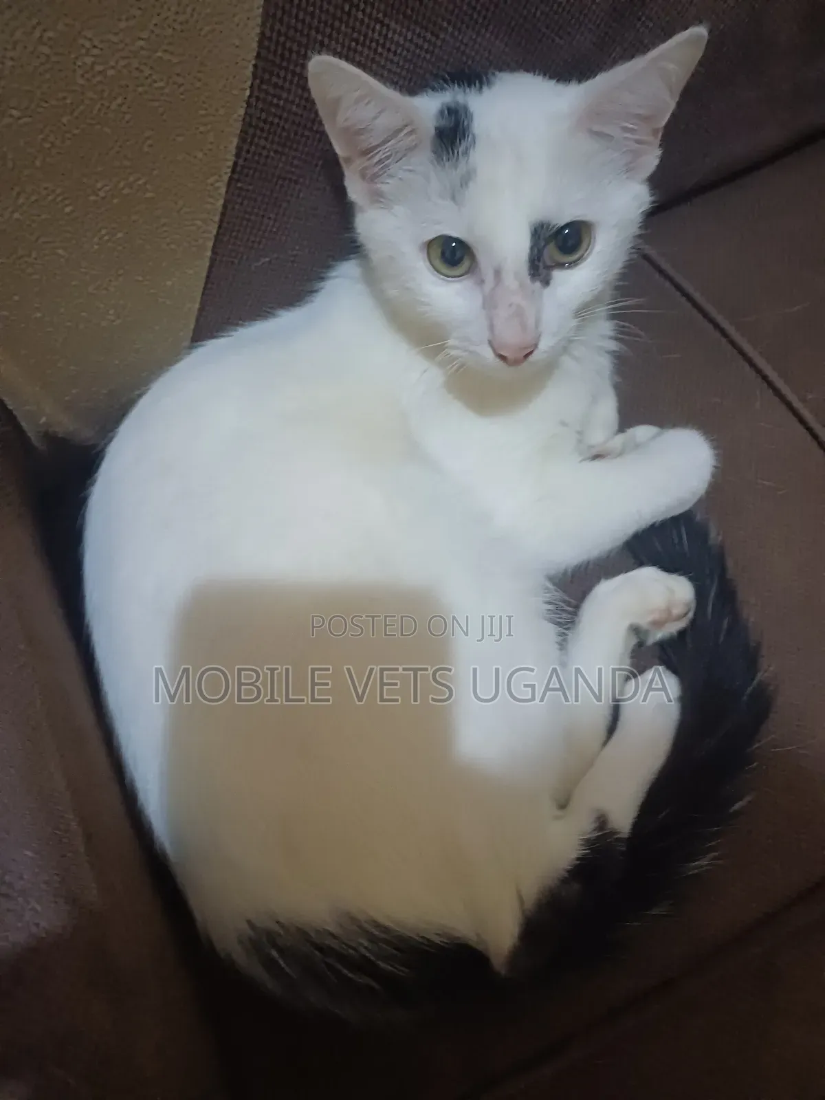 1-3 months Female Purebred Cymric