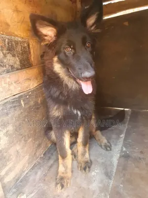 1-3 months Male Purebred German Shepherd