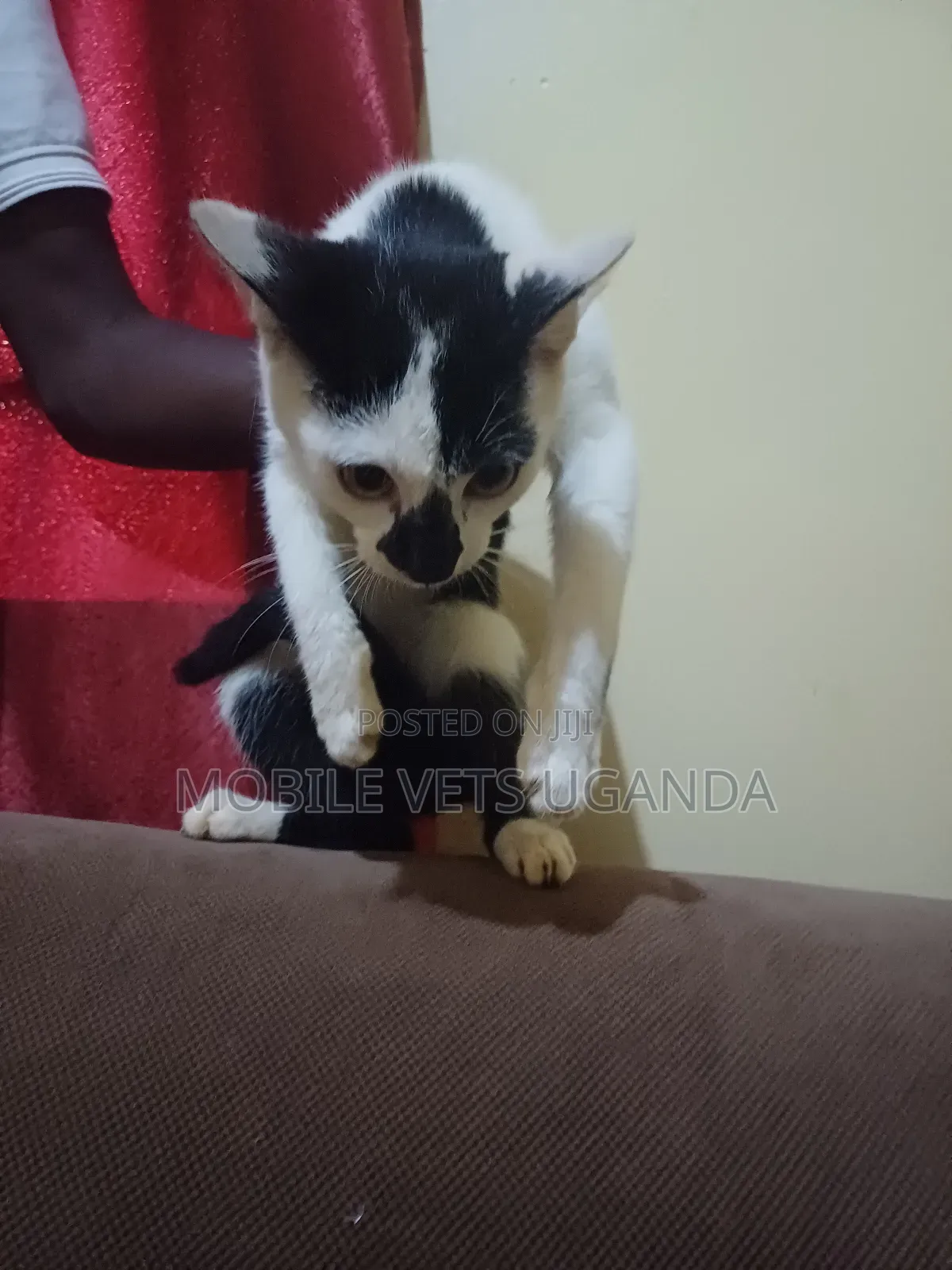 3-6 months Male Purebred British Shorthair