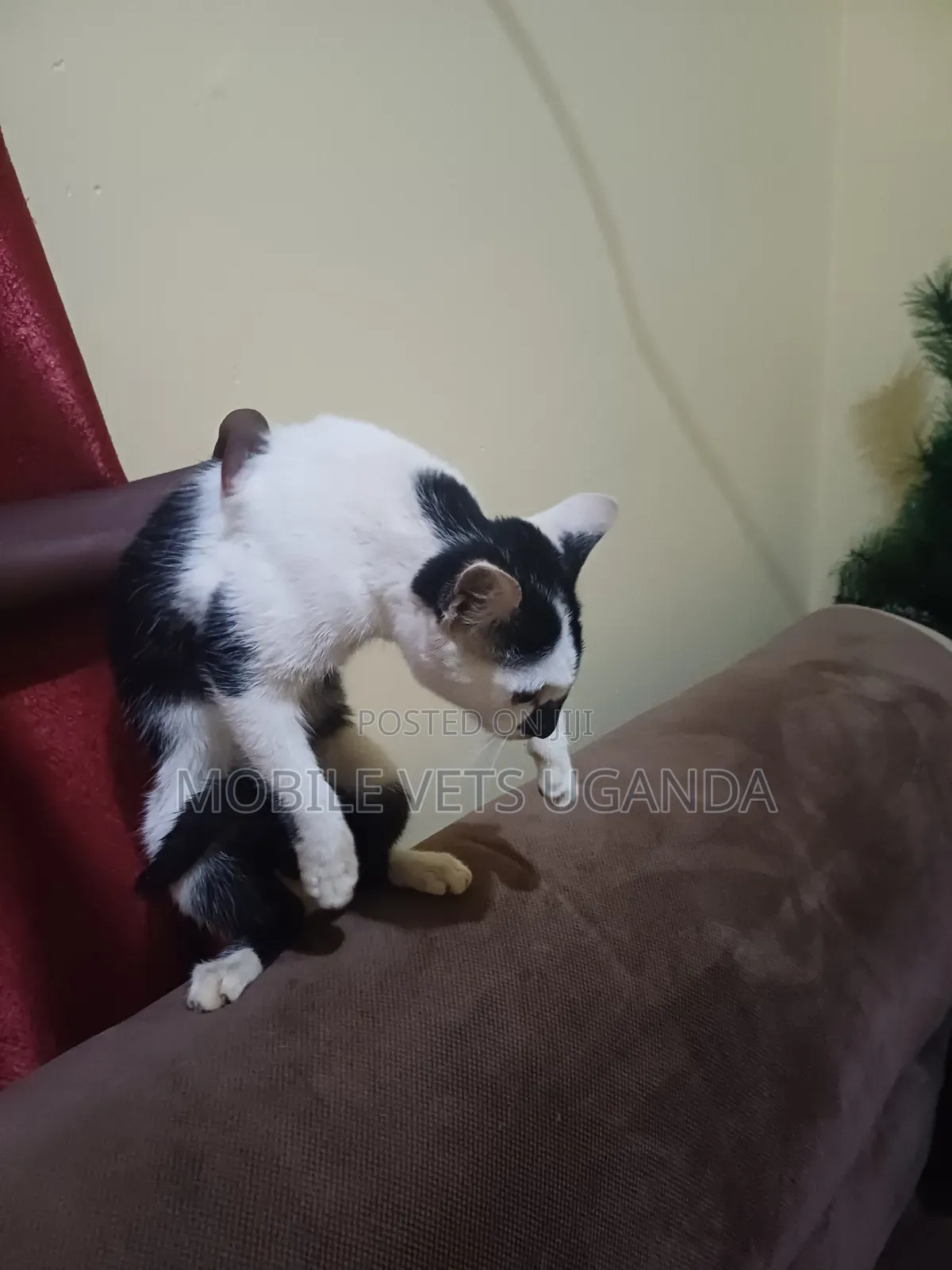 3-6 months Female Purebred Japanese Bobtail